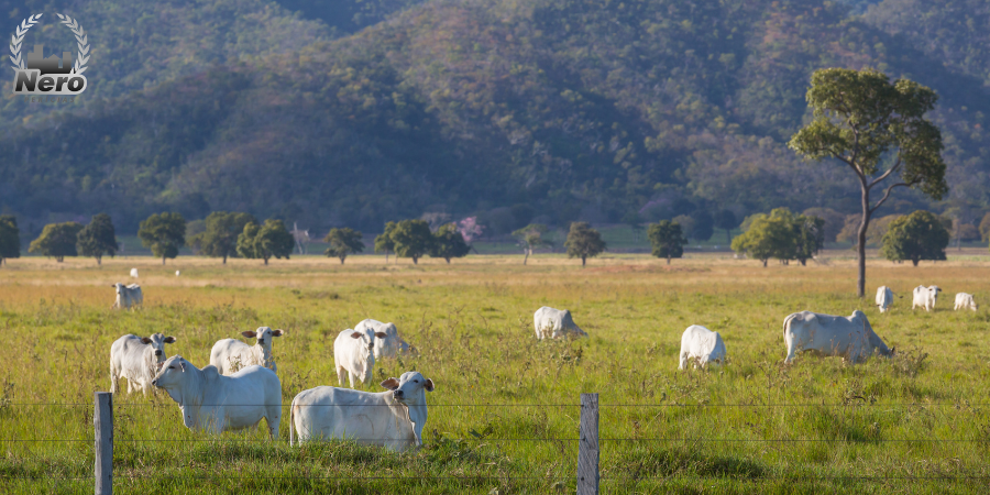 Denominação do imóvel rural